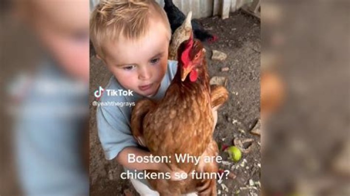 TikTok Chicken Joke Because: What is the Why Are Chickens so Funny Meme?