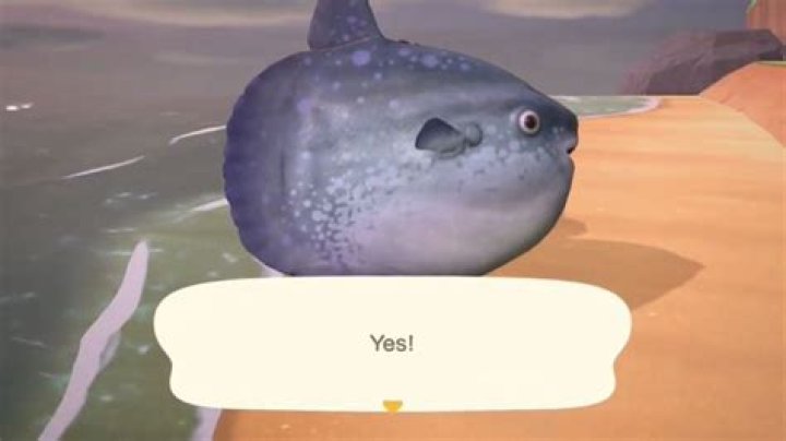 
Animal Crossing: New Horizons – How to Catch Ocean Sunfish