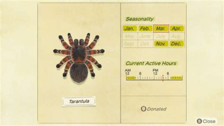 
Animal Crossing: New Horizons – How to Catch Tarantula