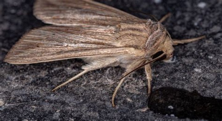 Brown Moth in the House Meaning: Unlocking the Symbolism and Spiritual Messages