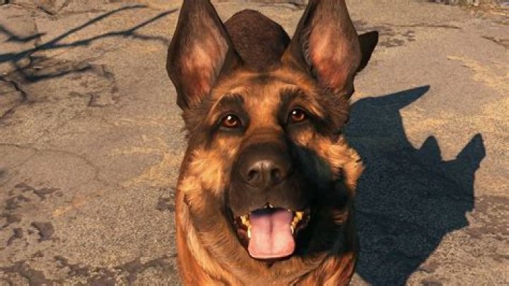 
Dogmeat And Other Pets Now Available In Fallout Shelter
