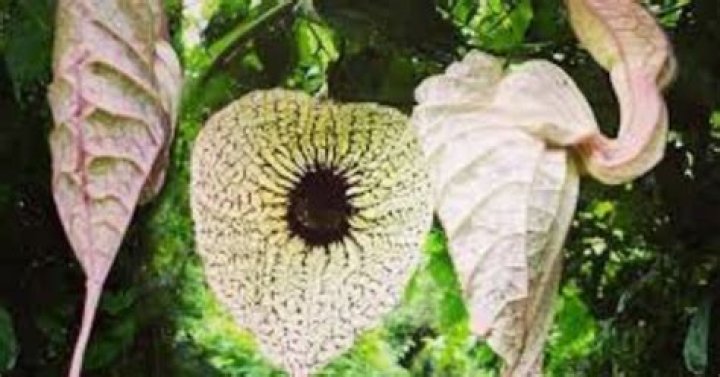 Duck Flower: Exploring the Potent Detoxifier and Its Health Benefits