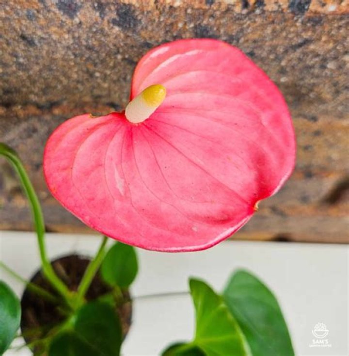 Discover the Allure of Emma Anthurium: A Comprehensive Guide