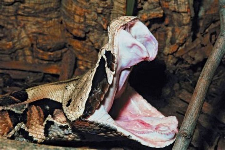 Discovering the Gaboon Viper: Africa's Camouflaged Giant
