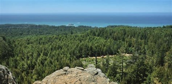 Guy Fieri: The Culinary Icon and His Support for Donald Trump