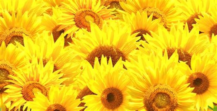 Unveiling the World of HD Hub4You: Your Ultimate Guide