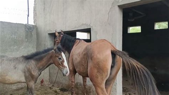 Horse Mating Naturally: Understanding Equine Connection