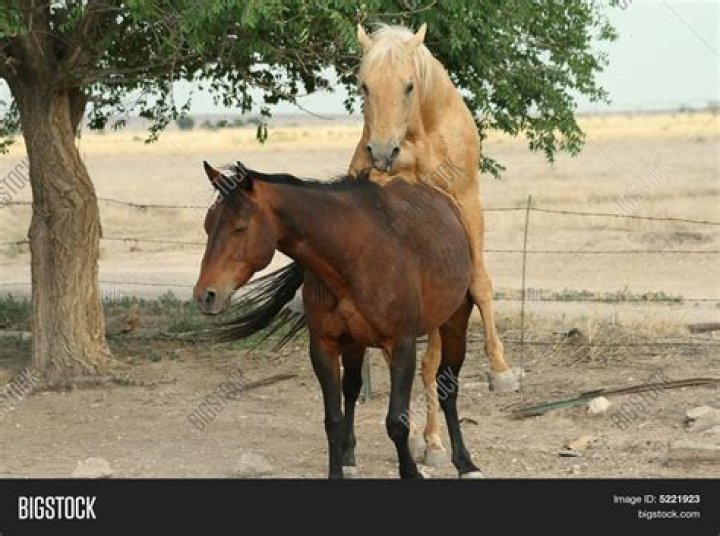 Horse Mating: Unraveling the Fascinating Process of Equine Reproduction