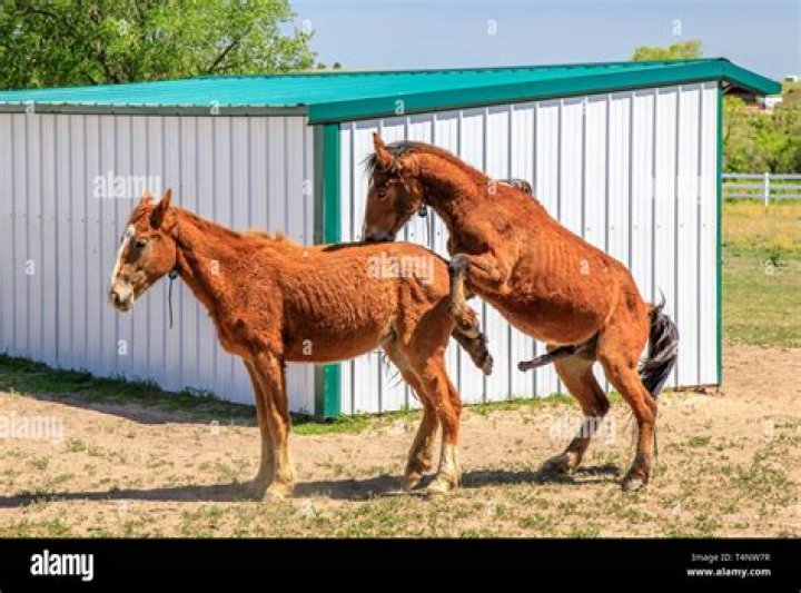 Understanding Horses Mating: A Look at Natural Equine Connections
