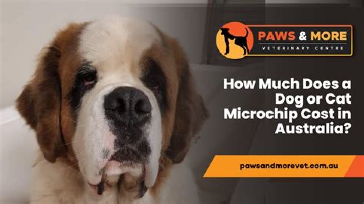 How Much Does It Cost to Hire Austin Butler? Unpacking Celebrity Appearance Fees