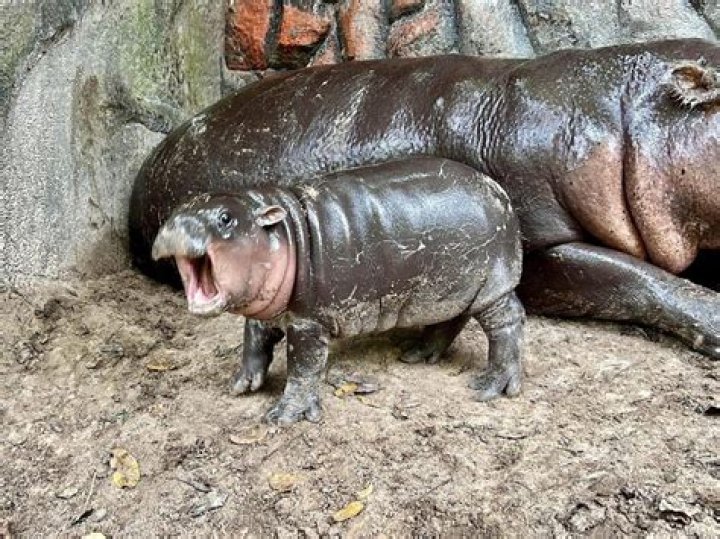 How Old Is Moo Deng in 2025? Uncovering the Viral Pygmy Hippo's Age and Story