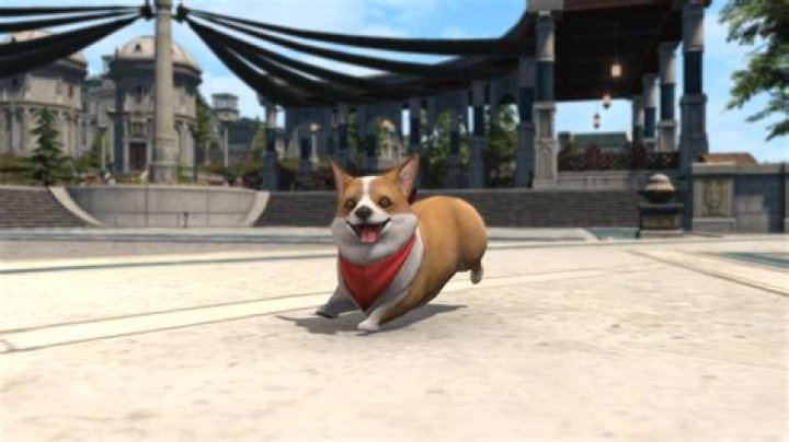How to Get the Corgi Minion in Final Fantasy XIV