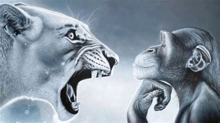 The Hilarious Showdown: Why Everyone's Talking About Lion Yelling at Monkey