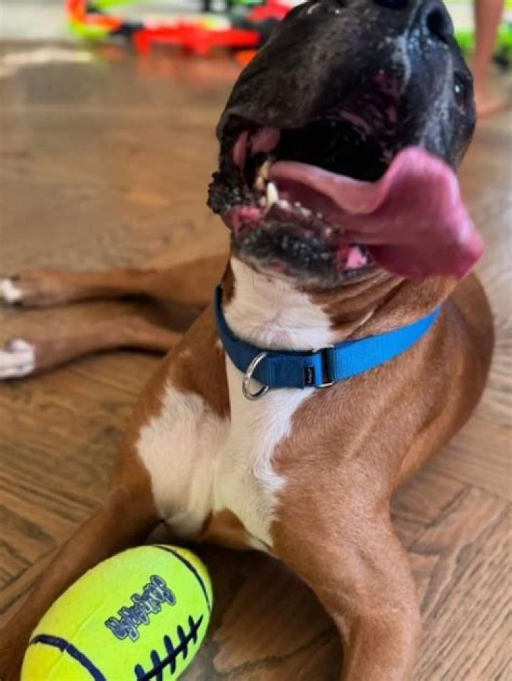 Sean Lowe Moose: The Unforgettable Encounter with a Family Pet