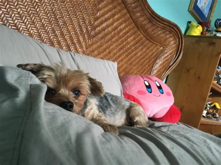 Discovering Skirby with Dog: A Unique Connection Unfolding Today