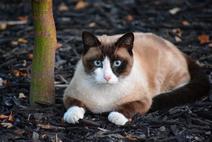 Discover the Charming Snowshoe Cat: A Guide to This Unique Feline Friend