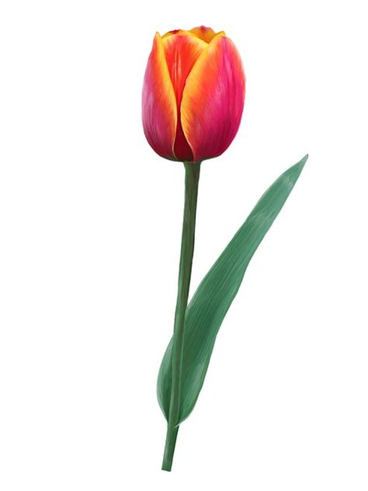 Growing the Perfect Tulip: A Guide to Spring's Brightest Star