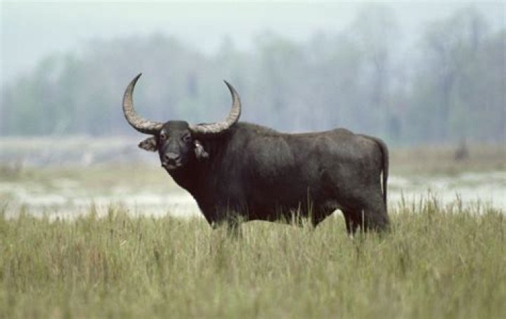Water Buffalo: A Closer Look at These Mighty Animals