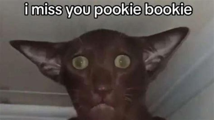 Decoding "Pookie": What This Affectionate Pet Name Really Means