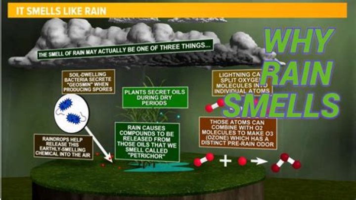 What Smell Does Everyone Love? Finding a Universal Favorite