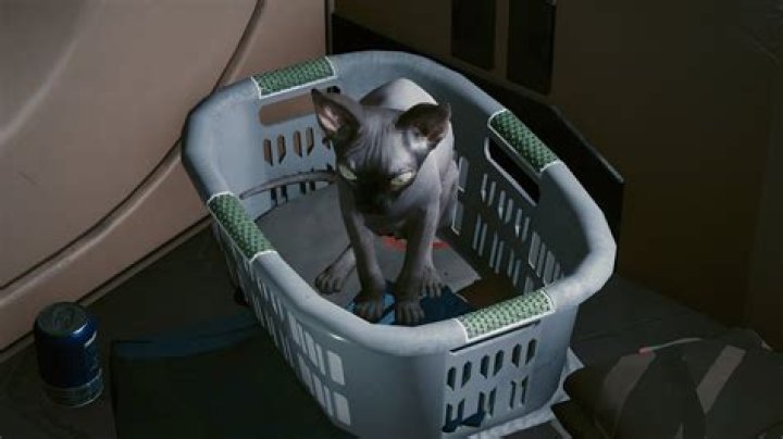 Where to Find Nibbles the Cat in Cyberpunk 2077?