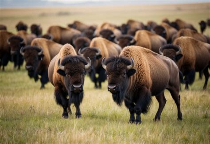 Why Are Bison No Longer Called Buffalo? Unraveling a Centuries-Old Misnomer