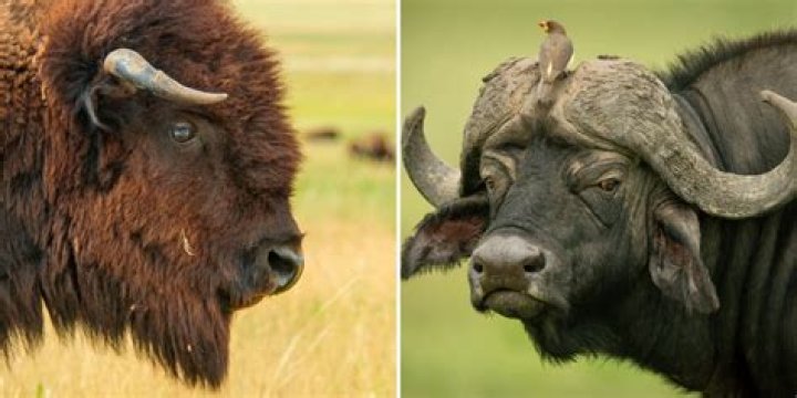 Unraveling the Mystery: Why Do Names Like 'Bison Vega' Spark Our Curiosity?
