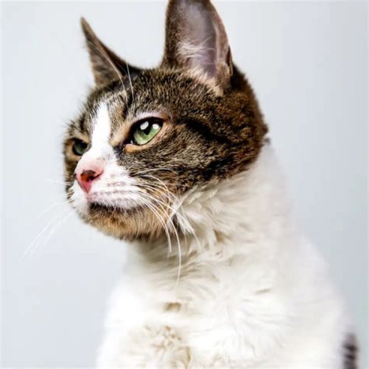 Ysera Cat: A Majestic Companion with a Mythical Twist